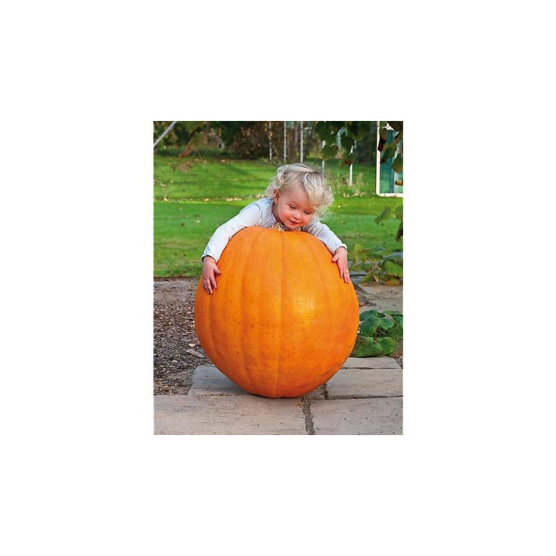 Courge maxima big max - Kokopelli Courge maxima big max - Kokopelli