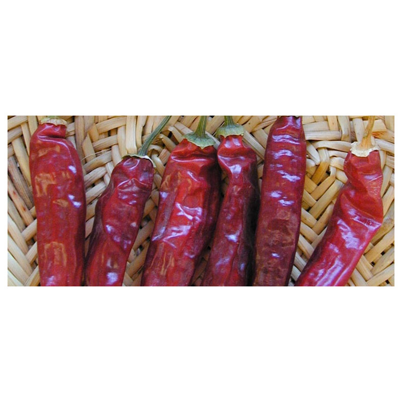 Piment très fort Pico de Pajaro - Kokopelli Piment très fort Pico de Pajaro - Kokopelli