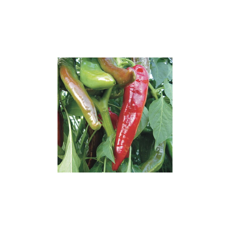 Piment peu fort de mi-saison Ortega - Kokopelli Piment peu fort de mi-saison Ortega - Kokopelli