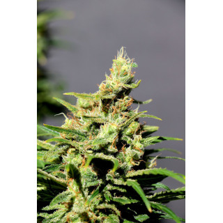 BCN Diesel CBD - Féminisée - Kannabia Seed Company - Graines de Collection