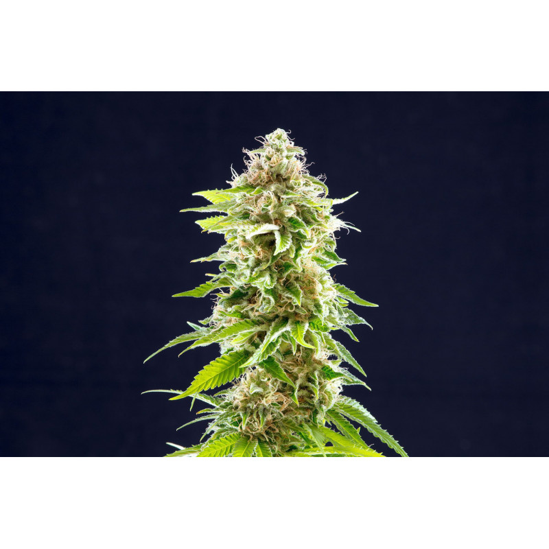 Cookies Haze - Féminisée - Kannabia Seed Company - Graines de Collection Cookies Haze - Féminisée - Kannabia Seed Company - Graines de Collection