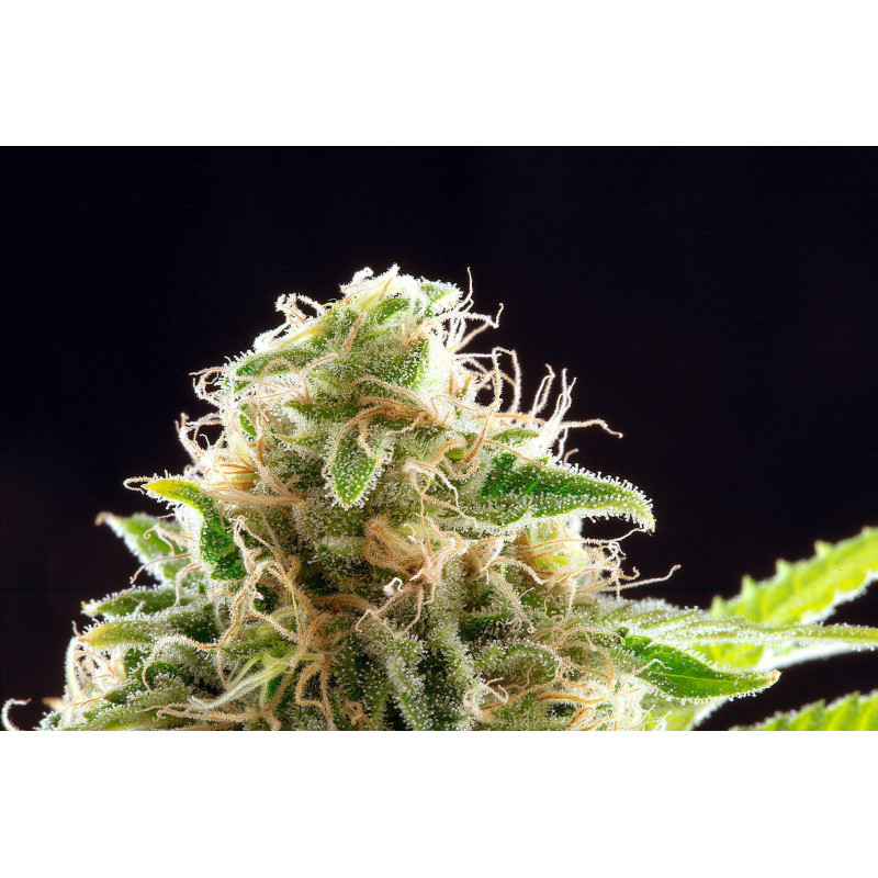 Cookies Haze - Féminisée - Kannabia Seed Company - Graines de Collection Cookies Haze - Féminisée - Kannabia Seed Company - Graines de Collection