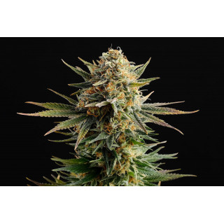 Gypsy Kush - Féminisée - Kannabia Seed Company - Graines de Collection