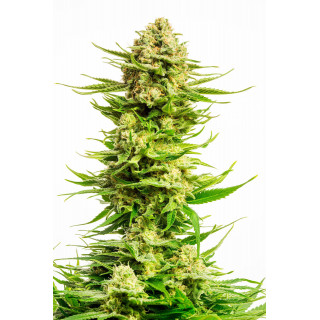 Indica Cream - Féminisée - Kannabia Seed Company -  Graines de Collection