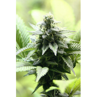 Indica Cream - Féminisée - Kannabia Seed Company -  Graines de Collection