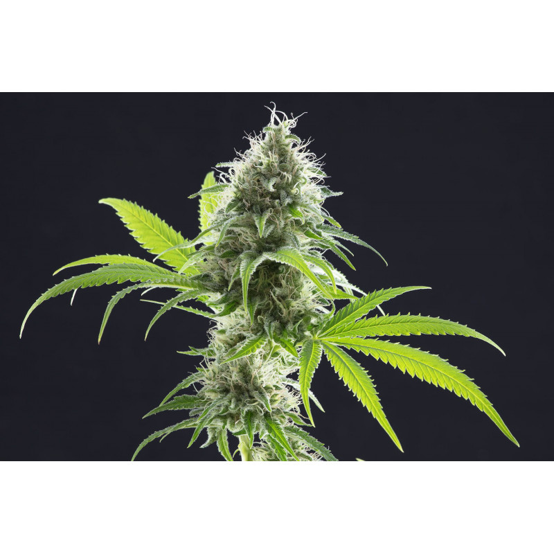 Kama Kush CBD - Féminisée - Kannabia Seed Company - Graines de Collection Kama Kush CBD - Féminisée - Kannabia Seed Company - Graines de Collection