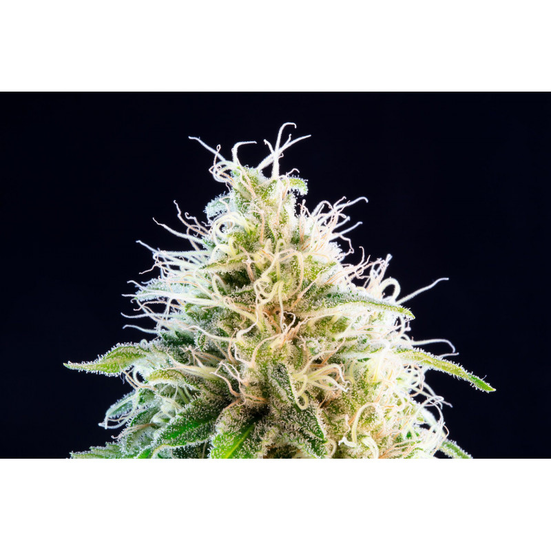 Kama Kush CBD - Féminisée - Kannabia Seed Company - Graines de Collection Kama Kush CBD - Féminisée - Kannabia Seed Company - Graines de Collection