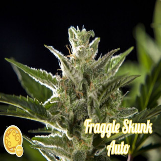Fraggle skunk auto philosopher seeds Graines de Collection