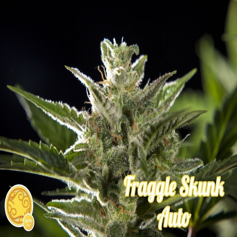 Fraggle skunk auto philosopher seeds Fraggle skunk auto philosopher seeds