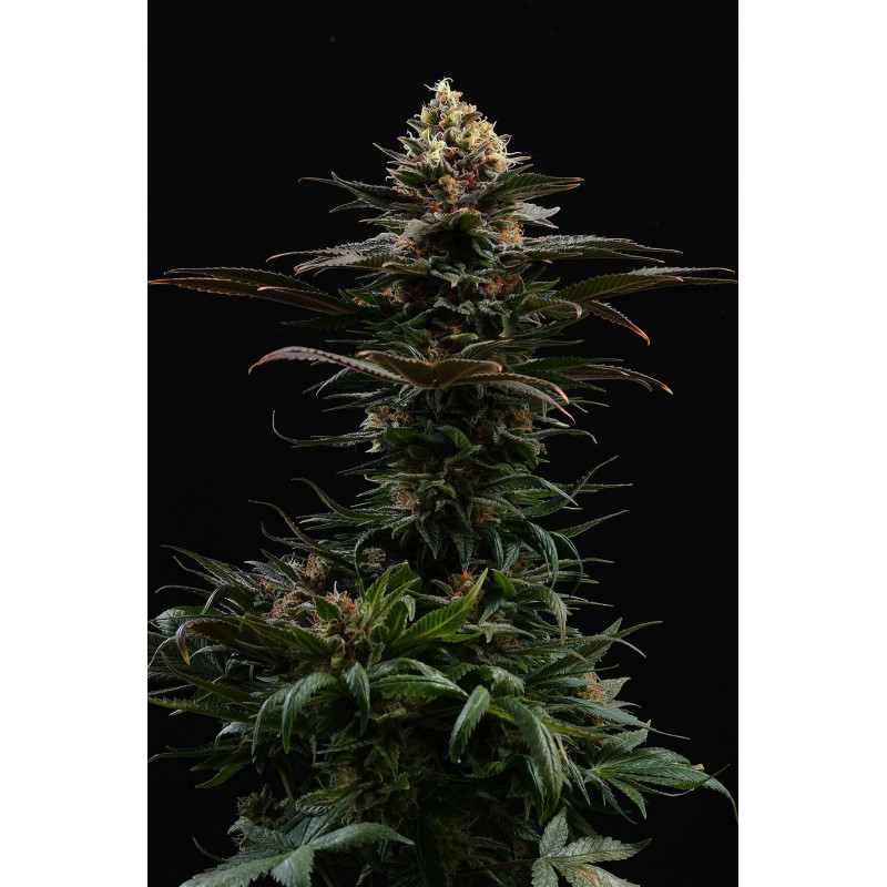 Sativa Dream (Lol) - Féminisée - Kannabia Seed Company - Graines de Collection Sativa Dream (Lol) - Féminisée - Kannabia Seed Company - Graines de Collection