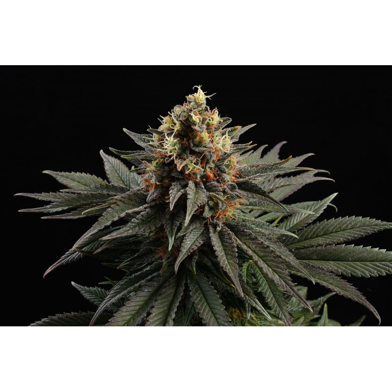 Sativa Dream (Lol) - Féminisée - Kannabia Seed Company - Graines de Collection Sativa Dream (Lol) - Féminisée - Kannabia Seed Company - Graines de Collection