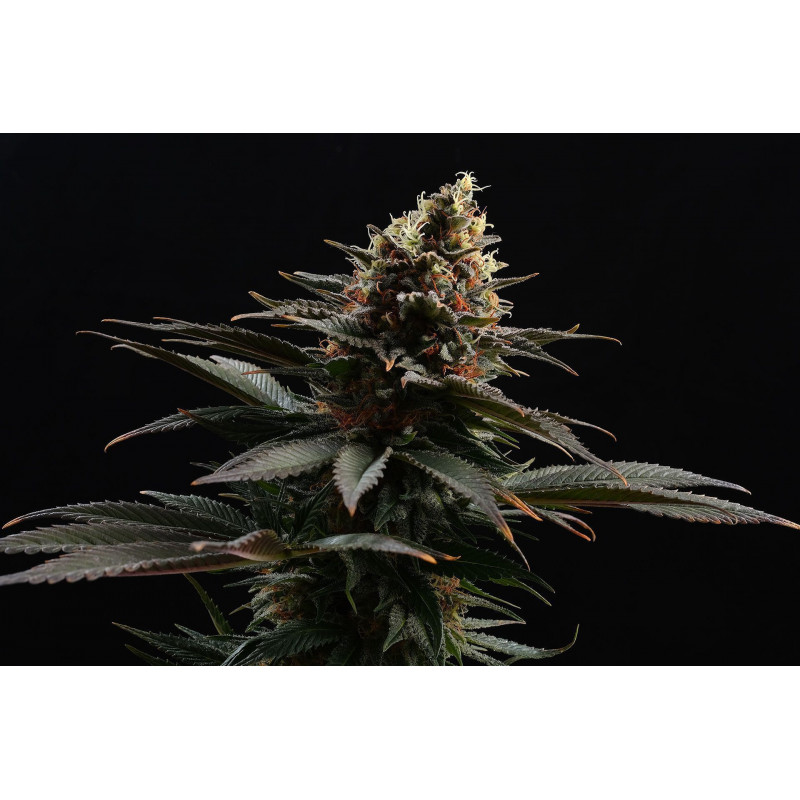 Sativa Dream (Lol) - Féminisée - Kannabia Seed Company - Graines de Collection Sativa Dream (Lol) - Féminisée - Kannabia Seed Company - Graines de Collection