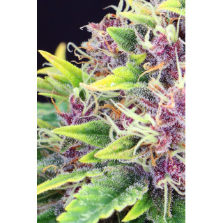 Purple Kush - Féminisée - Kannabia Seed Company - Graines de Collection