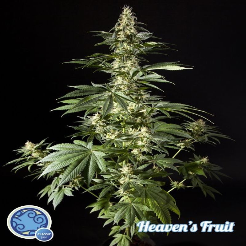 Heaven's fruit philosopher seeds