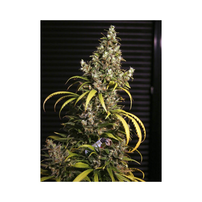 Monster - Féminisée - Eva Seeds - Graines de Collection Monster - Féminisée - Eva Seeds - Graines de Collection
