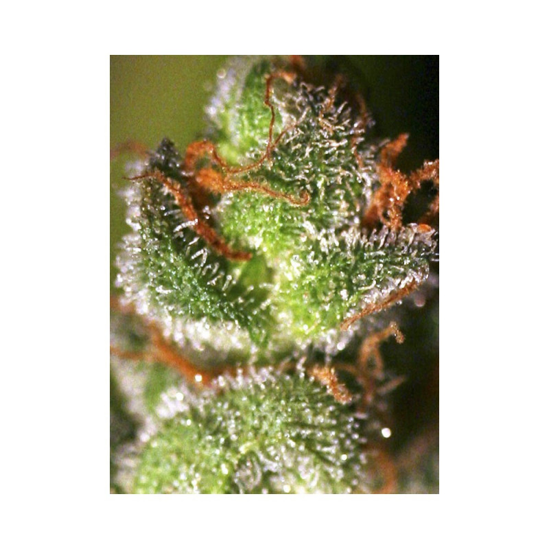 Monster - Féminisée - Eva Seeds - Graines de Collection Monster - Féminisée - Eva Seeds - Graines de Collection