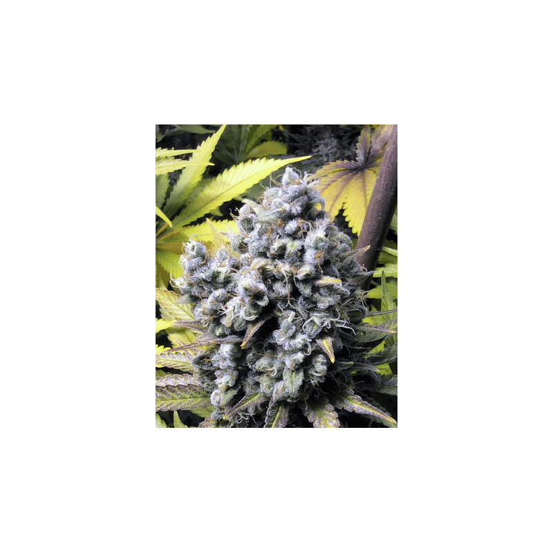 Frencheese french touch seeds féminisée Graines de Collection Frencheese french touch seeds féminisée Graines de Collection