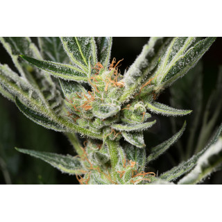 OG Kush - Autofloraison - Dinafem Seeds