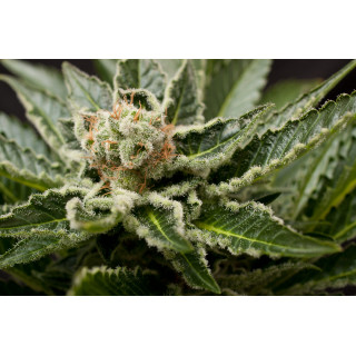 Shark Attack - Féminisée - Dinafem Seeds - Graines de Collection