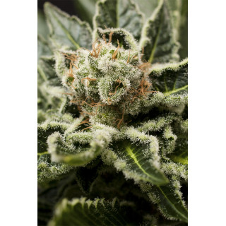 Shark Attack - Féminisée - Dinafem Seeds - Graines de Collection