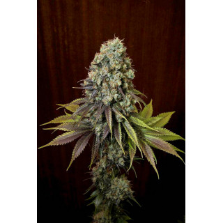 Blue Hash - féminisée - Dinafem Seeds