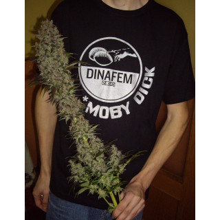 Blue Hash - féminisée - Dinafem Seeds