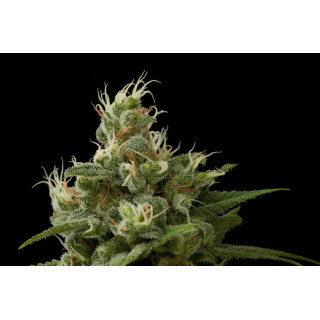 Industrial Plant - Féminisée - Dinafem Seeds