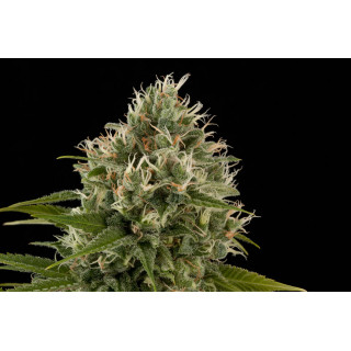 Industrial Plant - Féminisée - Dinafem Seeds