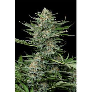 Industrial Plant - Féminisée - Dinafem Seeds