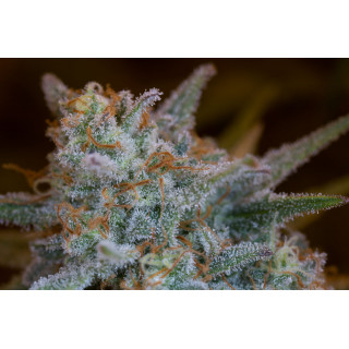 Quick Critical + - Féminisée - Dinafem Seeds