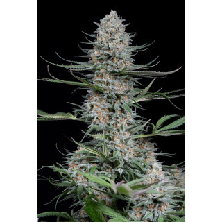 Quick Critical + - Féminisée - Dinafem Seeds