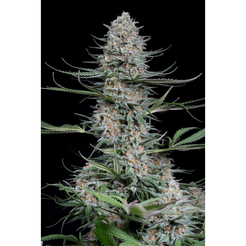 Quick Critical + - Féminisée - Dinafem Seeds