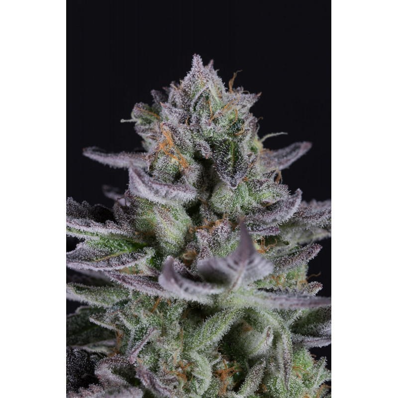 Blueberry Cookies - Féminisée - Dinafem Seeds