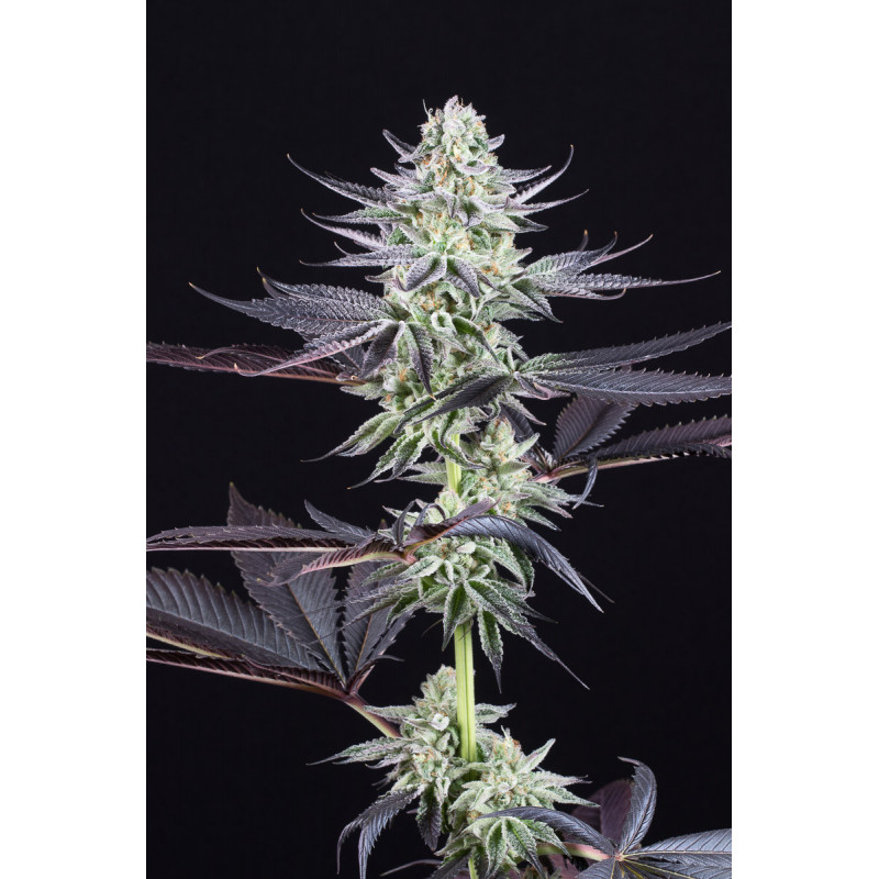 Blueberry Cookies - Féminisée - Dinafem Seeds