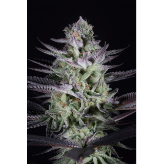 Blueberry Cookies - Féminisée - Dinafem Seeds
