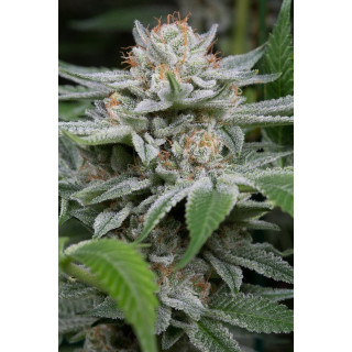 Gorilla - Féminisée - Dinafem Seeds