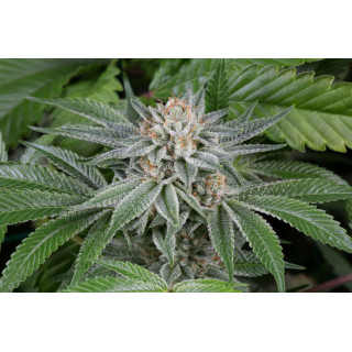 Gorilla - Féminisée - Dinafem Seeds