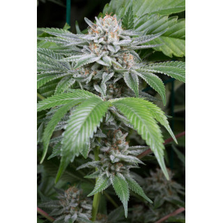 Gorilla - Féminisée - Dinafem Seeds
