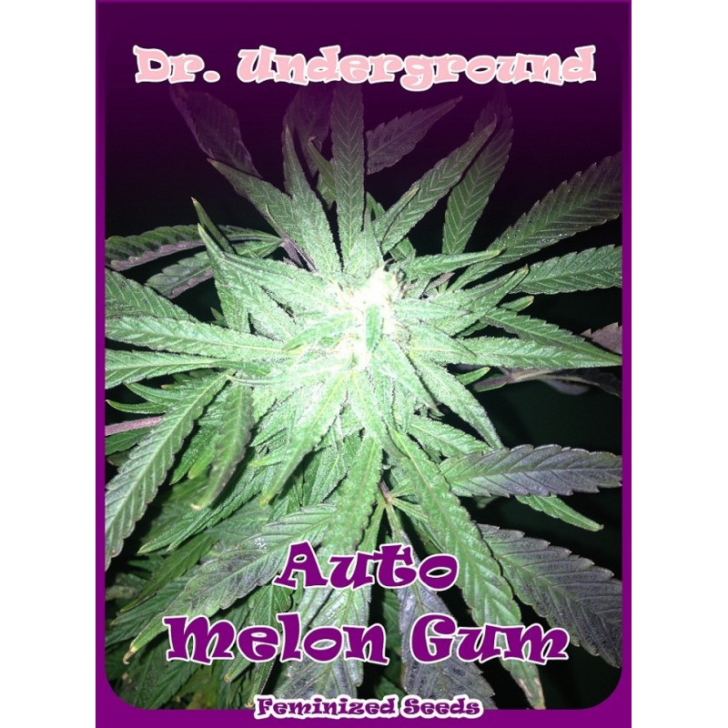Auto Melon Gum - Dr Underground - Graines de Collection Auto Melon Gum - Dr Underground - Graines de Collection