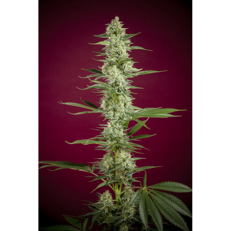 O'Haze Red - Féminisée - Reggae Seeds - Graines de Collection O'Haze Red - Féminisée - Reggae Seeds - Graines de Collection
