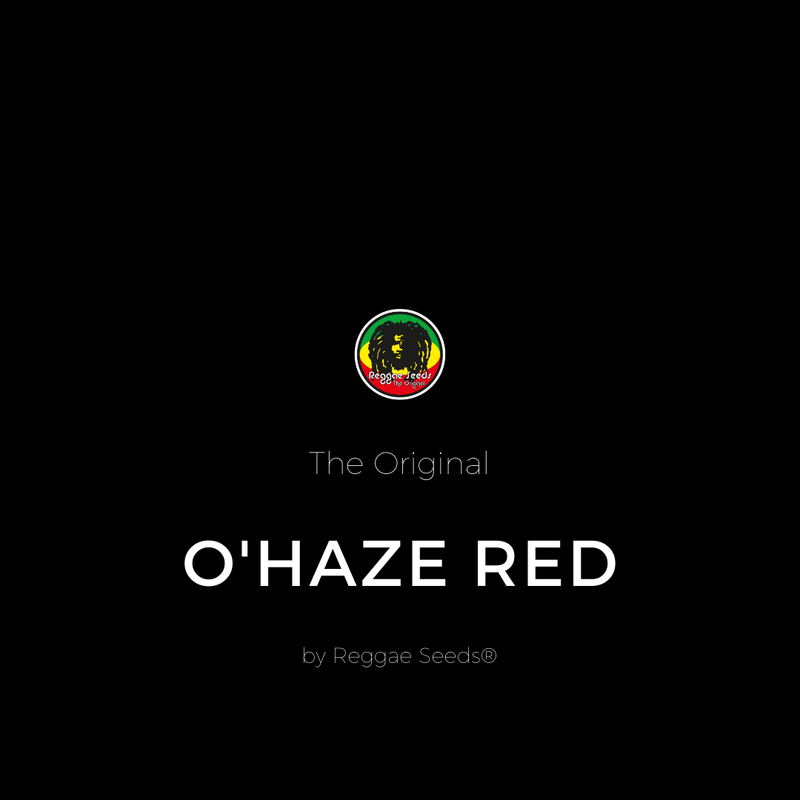 O'Haze Red - Féminisée - Reggae Seeds - Graines de Collection O'Haze Red - Féminisée - Reggae Seeds - Graines de Collection