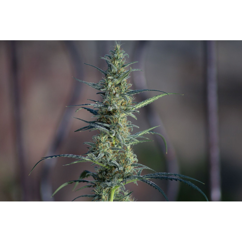 Candida CD-1 - Féminisée - Médical Marijuana Genetics - Graines de Collection Candida CD-1 - Féminisée - Médical Marijuana Genetics - Graines de Collection
