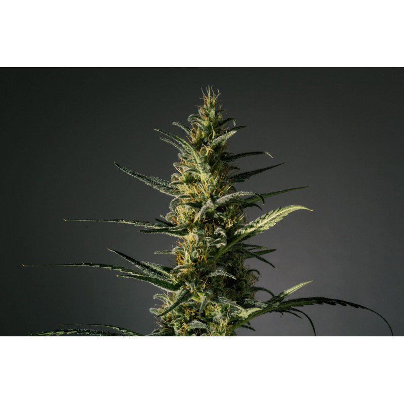 Candida CD-1 - Féminisée - Médical Marijuana Genetics - Graines de Collection Candida CD-1 - Féminisée - Médical Marijuana Genetics - Graines de Collection
