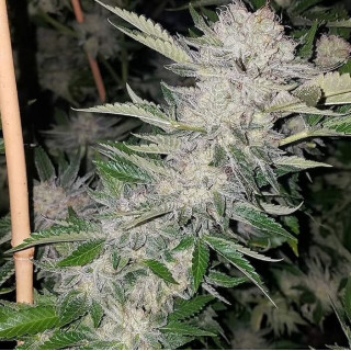 Pucker Punch - Regular - Jinxproof Genetics