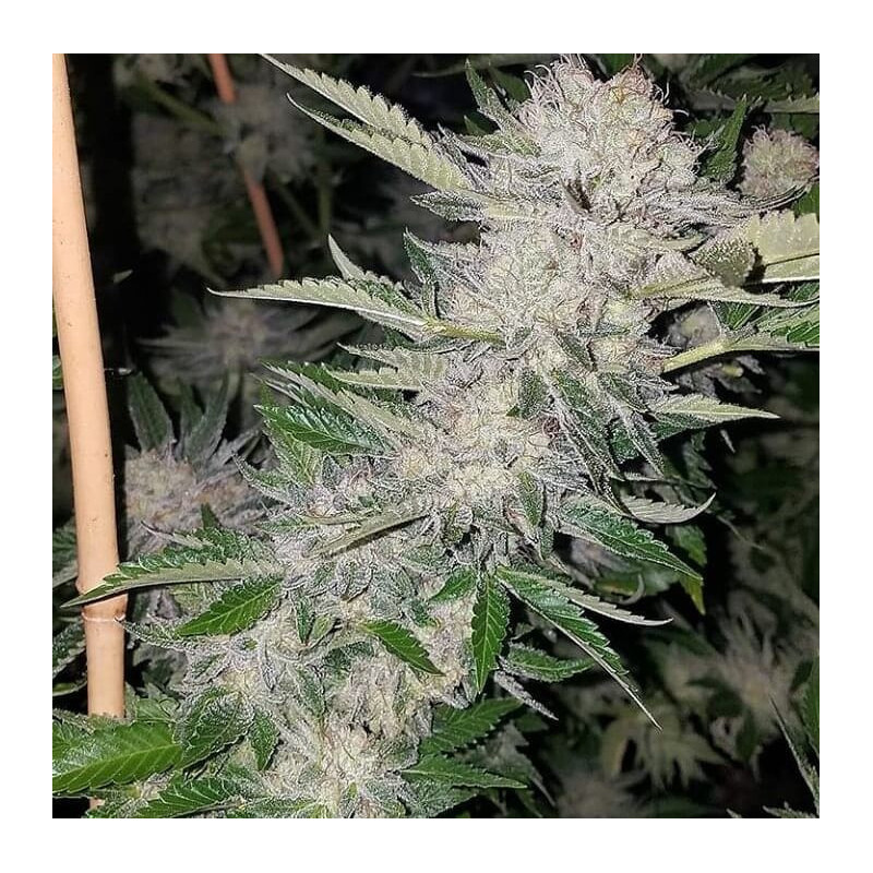 Pucker Punch - Regular - Jinxproof Genetics - Graines de Collection Pucker Punch - Regular - Jinxproof Genetics - Graines de Collection