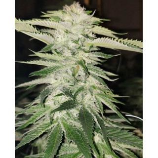 Pucker Punch - Regular - Jinxproof Genetics