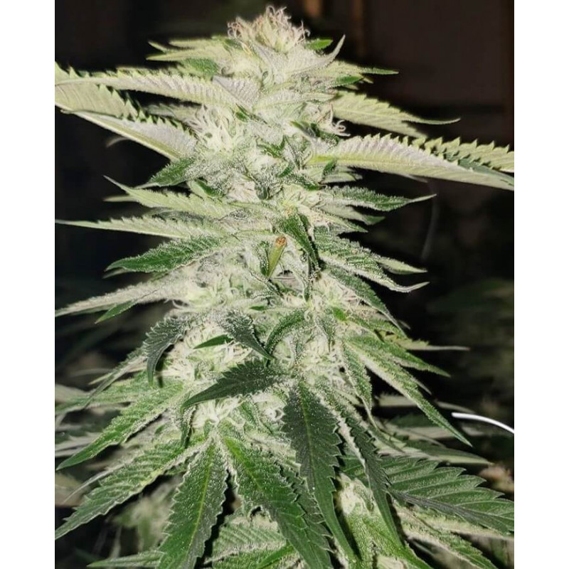 Pucker Punch - Regular - Jinxproof Genetics