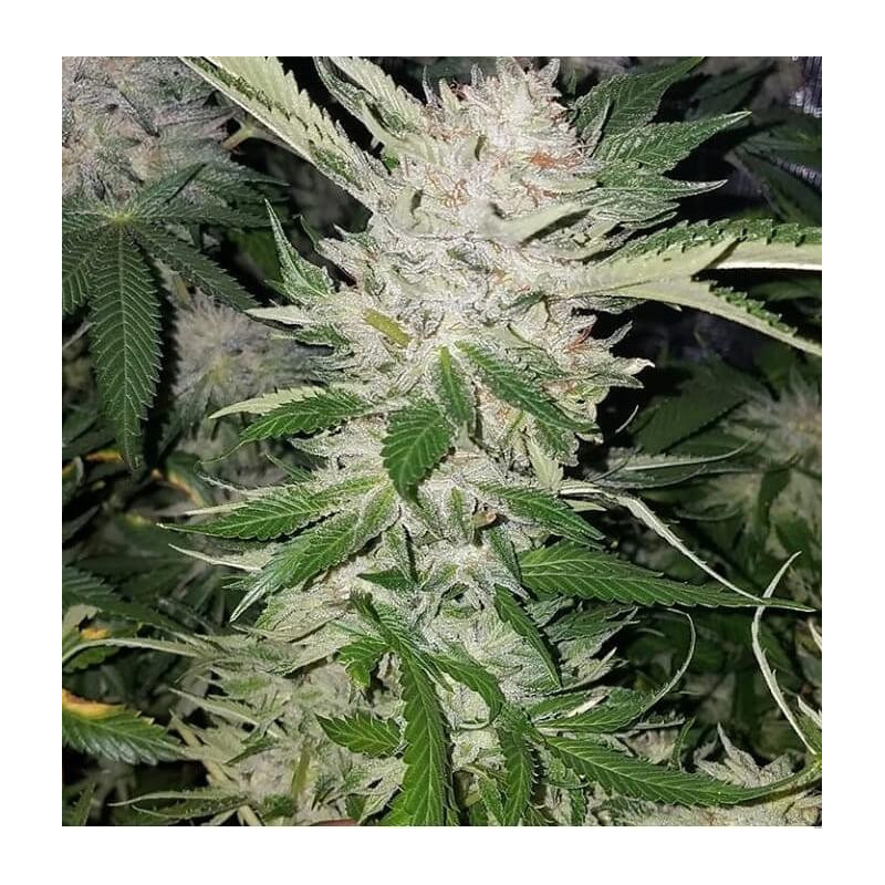 Pucker Punch - Regular - Jinxproof Genetics - Graines de Collection Pucker Punch - Regular - Jinxproof Genetics - Graines de Collection