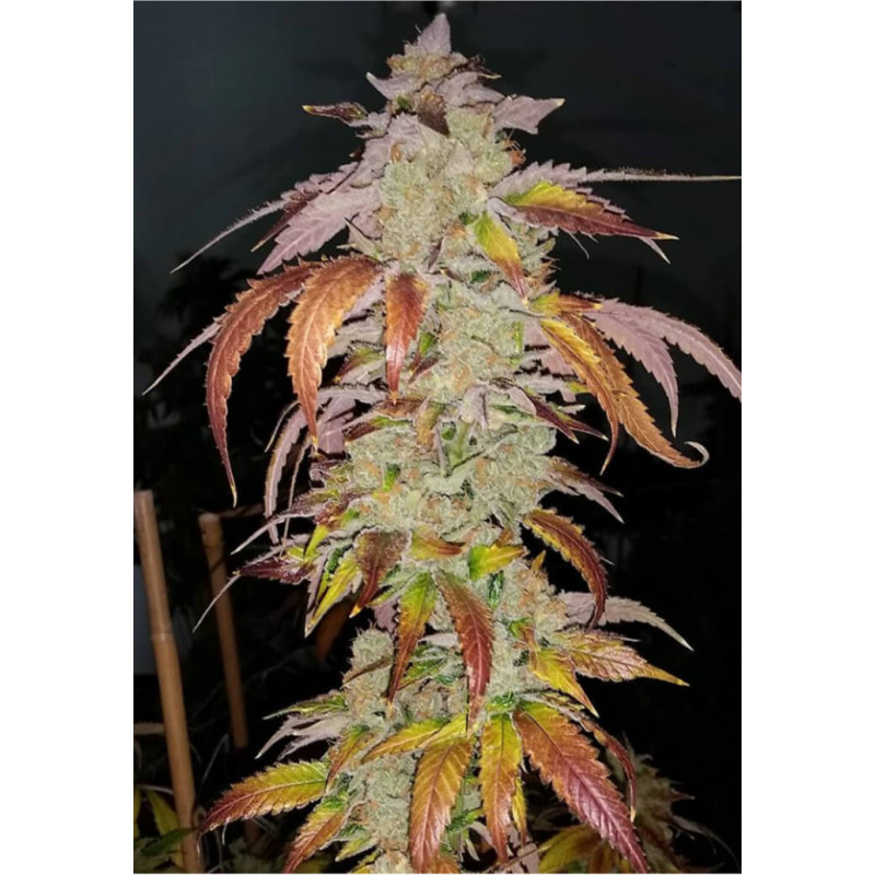 Cookie Puss - Regular - Jinxproof Genetics - Graines de Collection Cookie Puss - Regular - Jinxproof Genetics - Graines de Collection