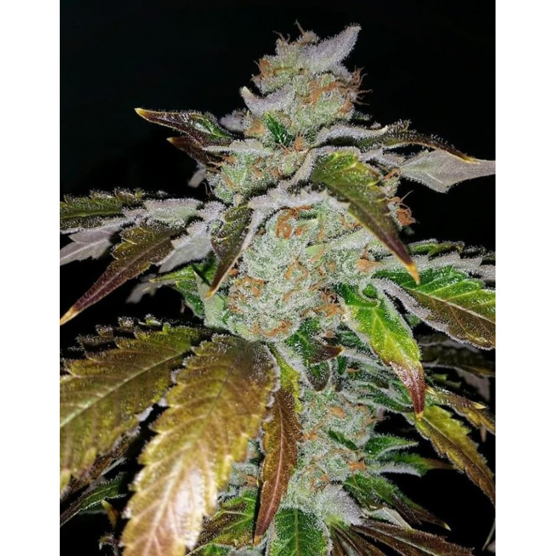 Cookie Puss - Regular - Jinxproof Genetics - Graines de Collection Cookie Puss - Regular - Jinxproof Genetics - Graines de Collection